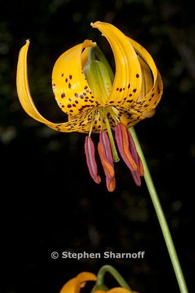 lilium kelleyanum 5 graphic